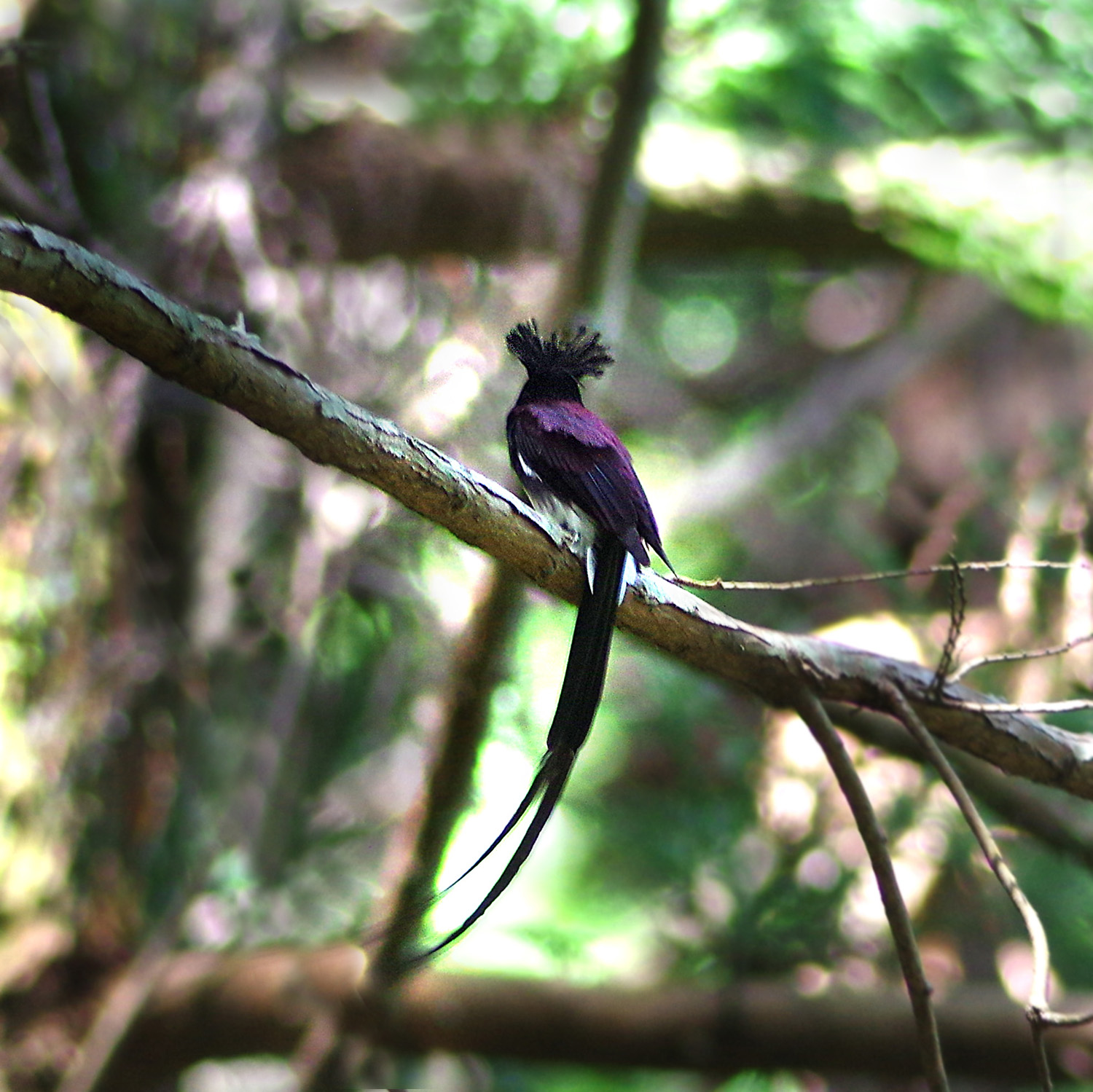 滝畑方面のサンコウチョウ_f0215767_1612516.jpg