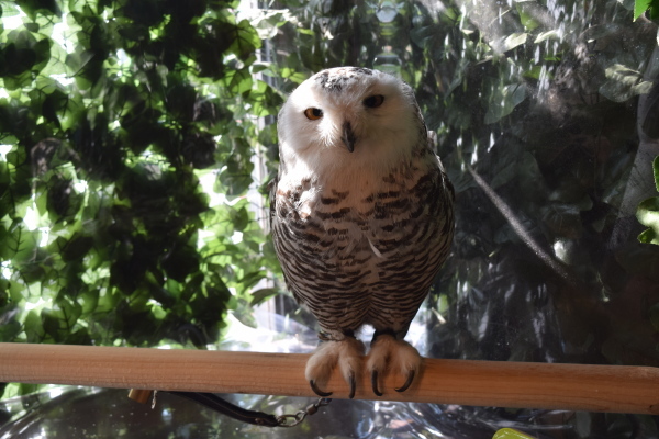 鎌倉 小町通りのふくろうの森 日々是好日