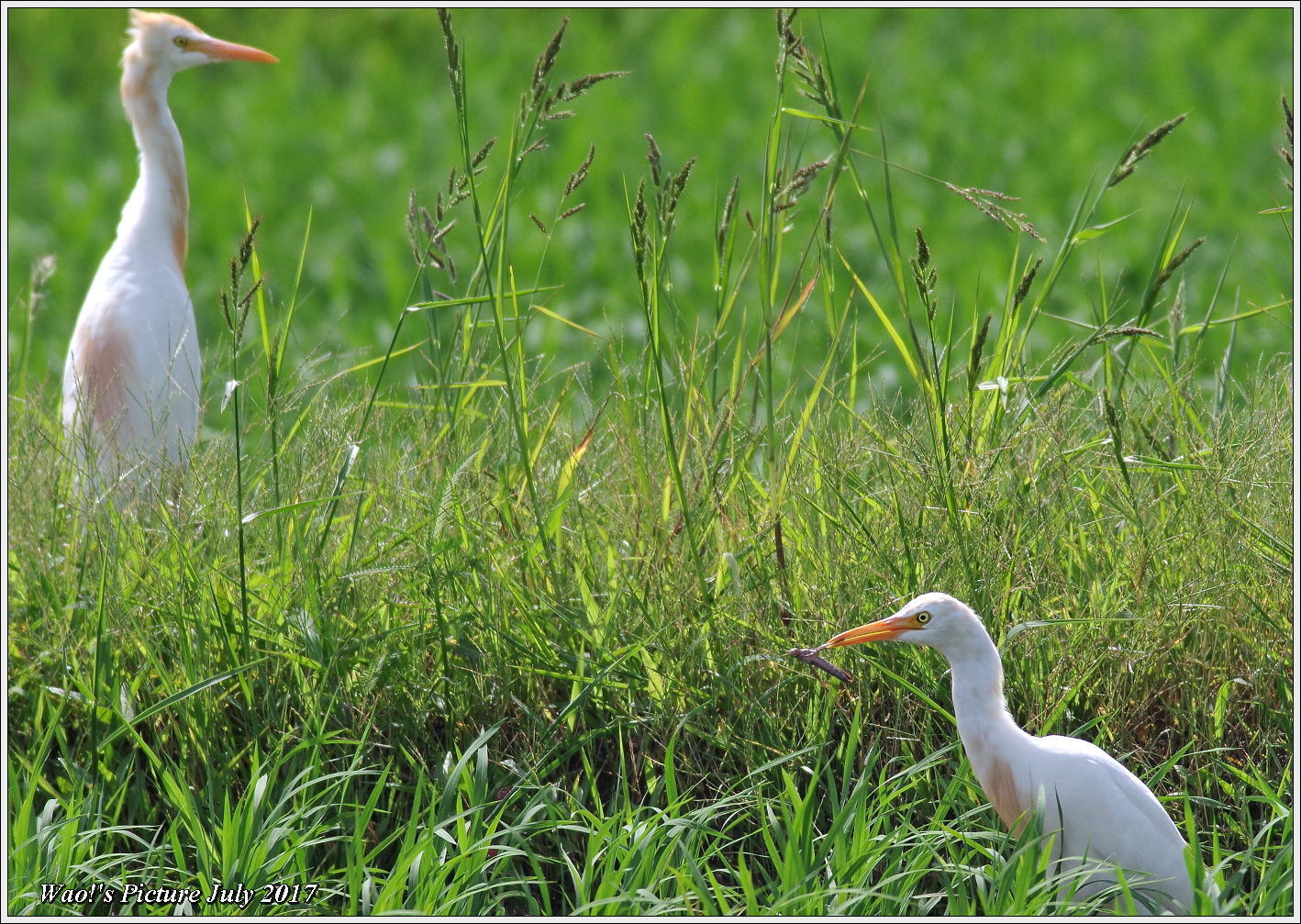 アマサギ　田んぼで餌捕り_c0198669_18465049.jpg