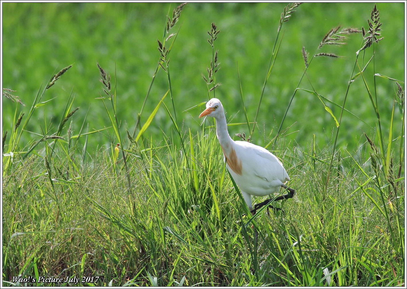 アマサギ　田んぼで餌捕り_c0198669_18472141.jpg