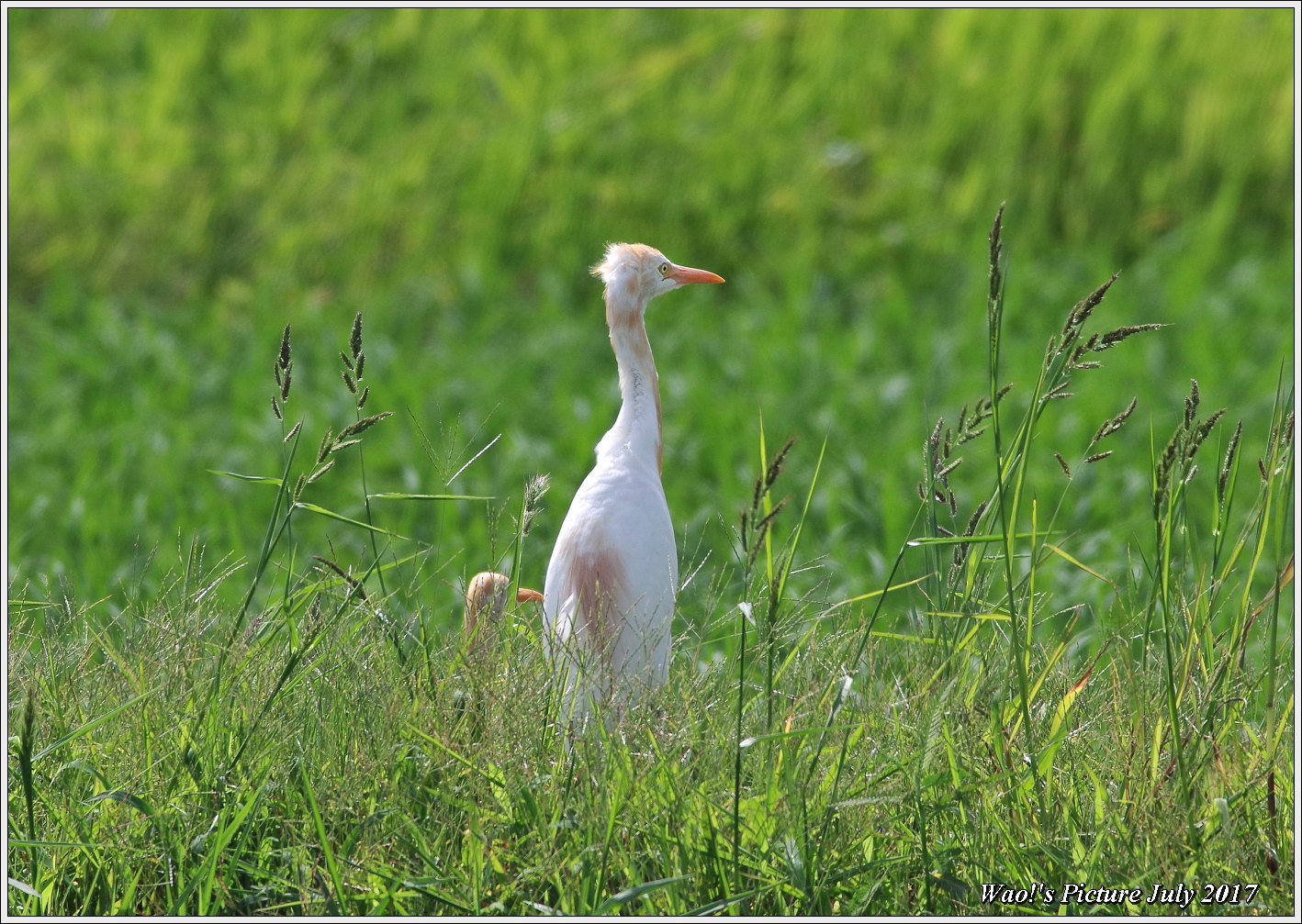 アマサギ　田んぼで餌捕り_c0198669_18474367.jpg