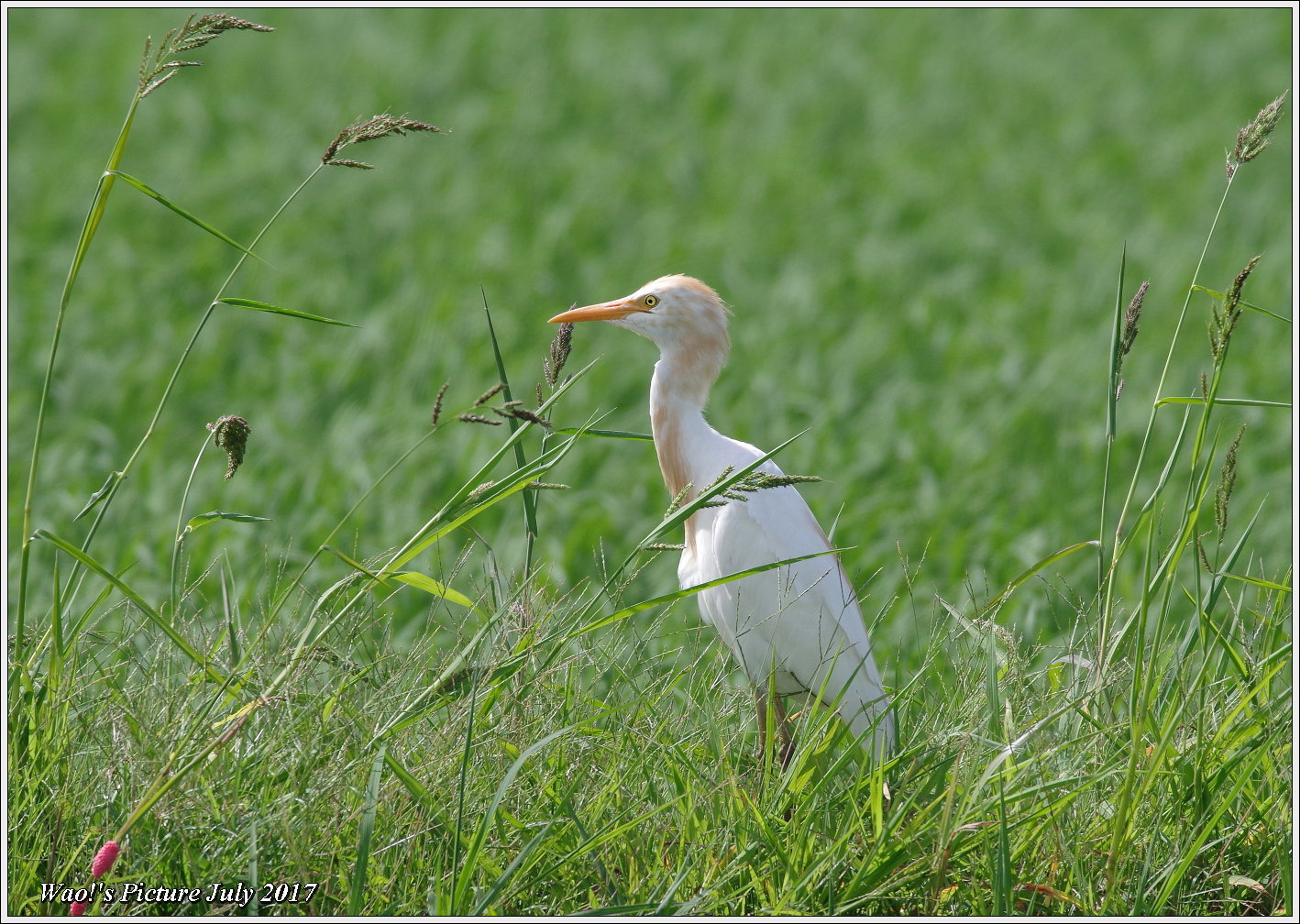 アマサギ　田んぼで餌捕り_c0198669_18482543.jpg