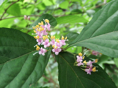 f0140773_11151606.gif