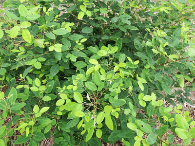 f0140773_11151660.gif