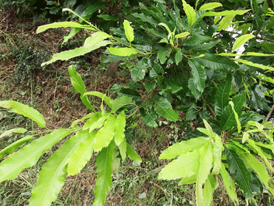 f0140773_11151661.gif