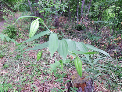 f0140773_11151691.gif