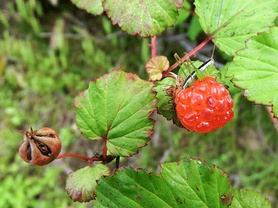 f0140773_11151737.gif