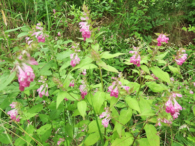 f0140773_11395317.gif