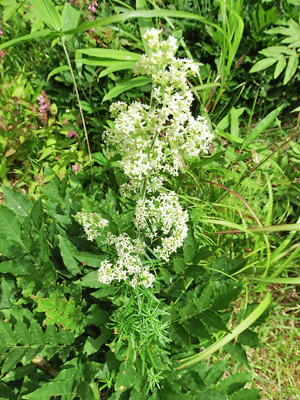 f0140773_11401264.gif