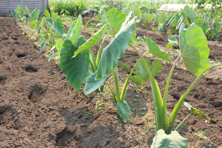 アピオスの花 野菜tukuri アピオスの花 野菜tukuri