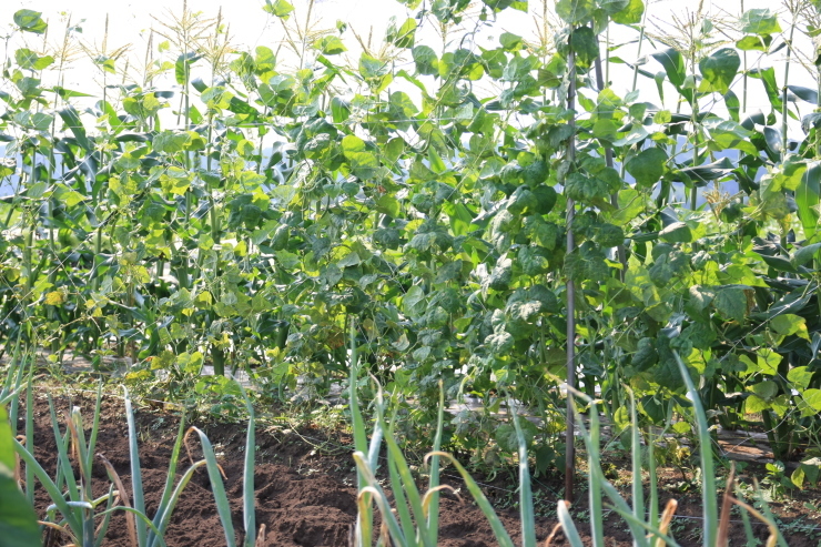 アピオスの花 野菜tukuri