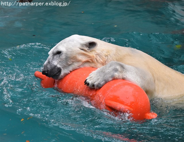 ２０１７年６月　天王寺動物園　その２　Shilkaオヤツタイム_a0052986_22145930.jpg