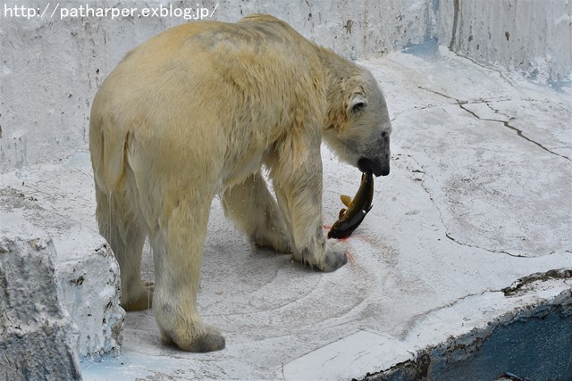 ２０１７年６月　天王寺動物園　その２　Shilkaオヤツタイム_a0052986_22362093.jpg