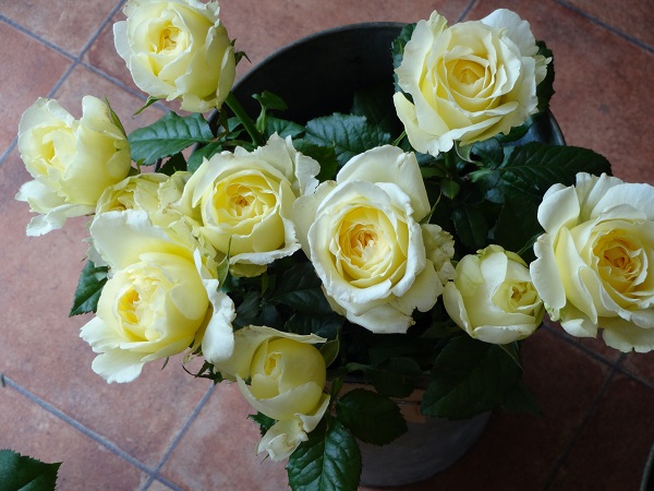e0140986_1711939.jpg