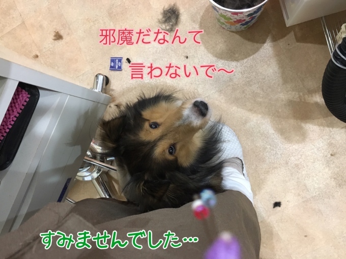 店長の日記〜犬の食事〜_d0269898_12570265.jpg