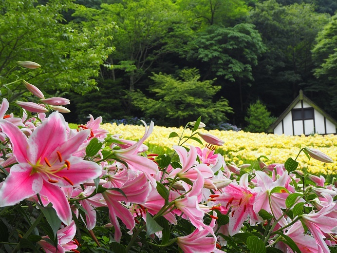 ピンクのユリ ソルボンヌ 開花しています 神戸布引ハーブ園 ハーブガイド ハーブ花ごよみ