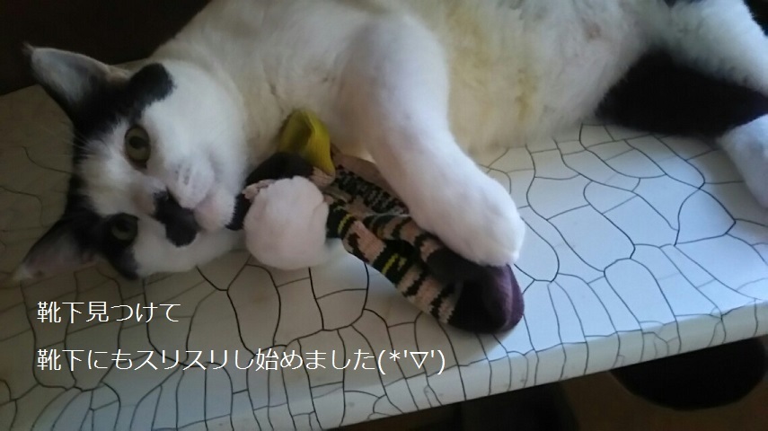 腹天2号も健在です!_f0242002_11250147.jpg