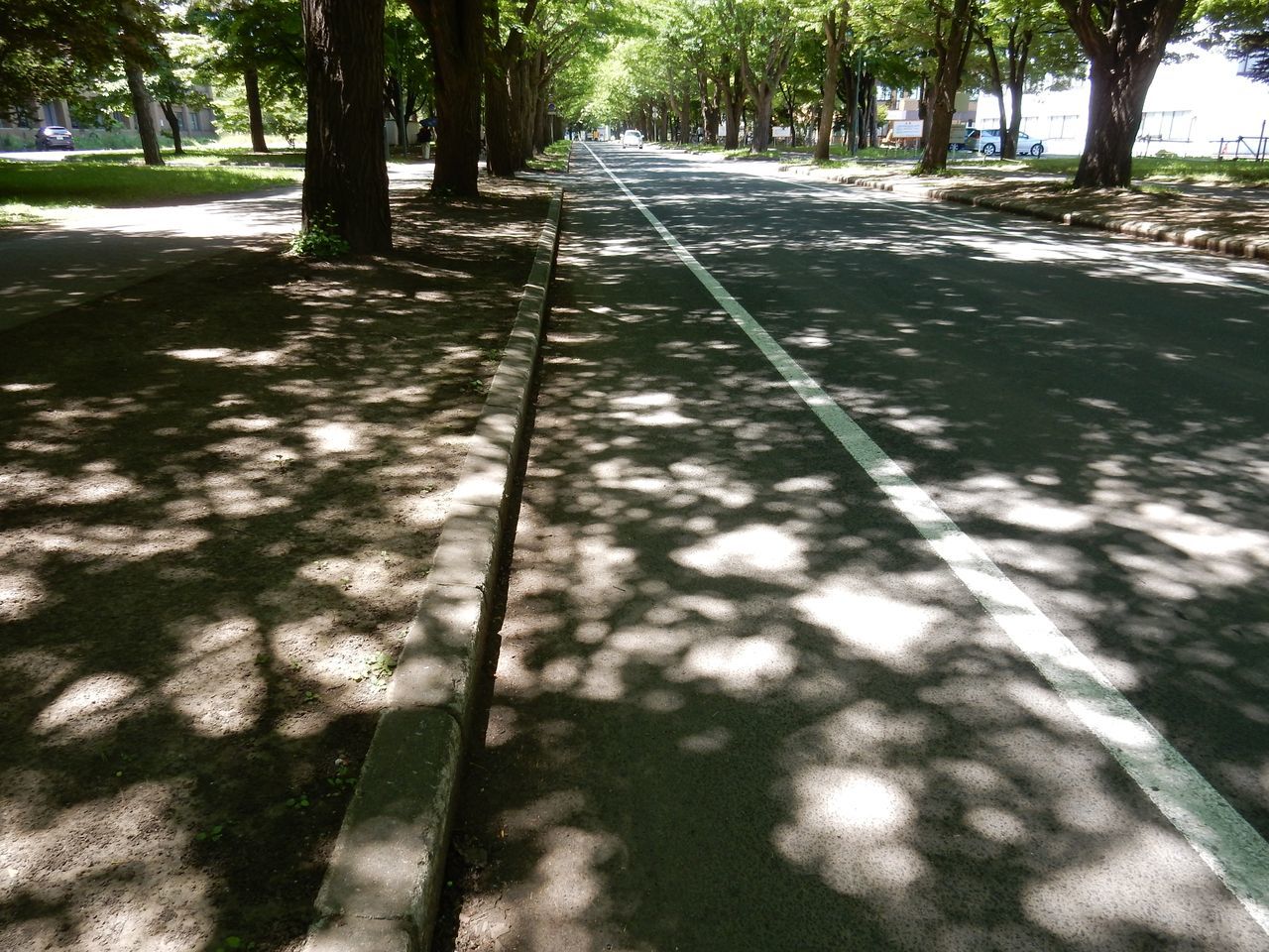真夏日の太陽の下、北大へ_c0025115_22180507.jpg