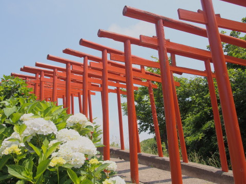 あじさい:高山稲荷神社(つがる市)*2017.07.08_b0147224_140246.jpg