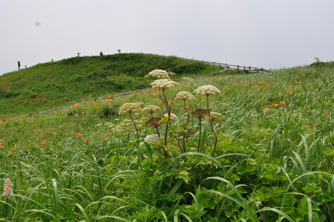 小清水原生花園 北海道の旅2日目（2017-07-01）_a0163529_757351.jpg