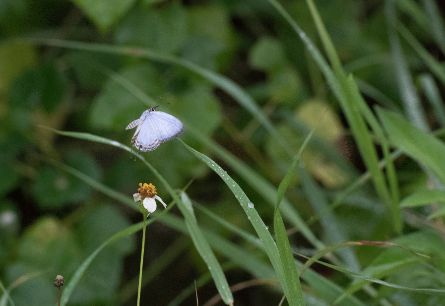 a0126632_14025528.gif