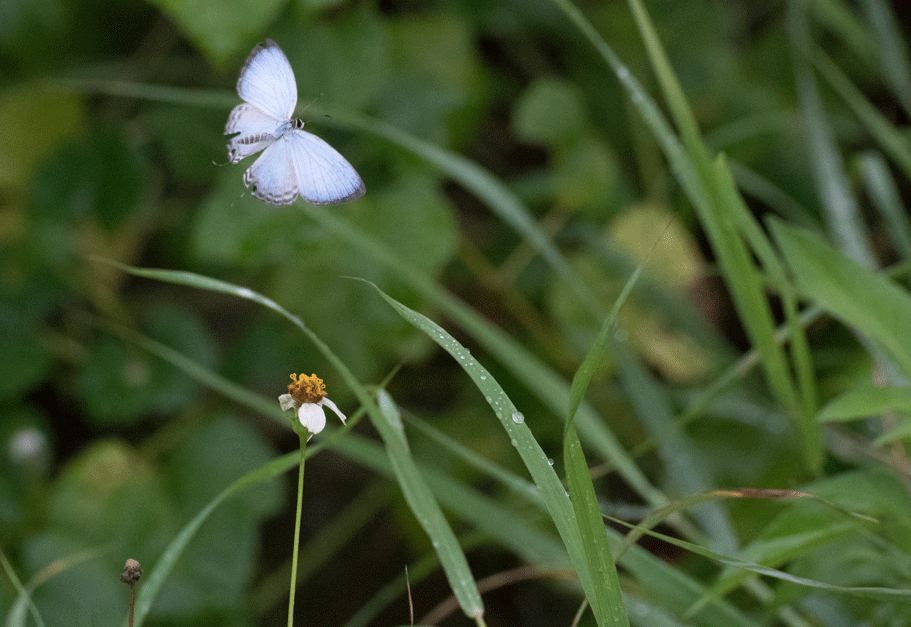 a0126632_14032036.gif