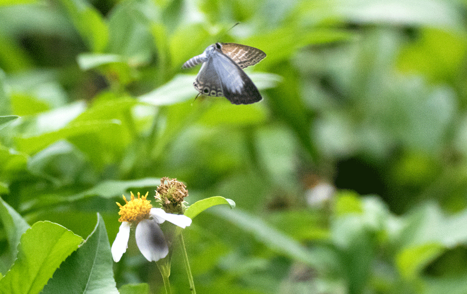 a0126632_14051245.gif