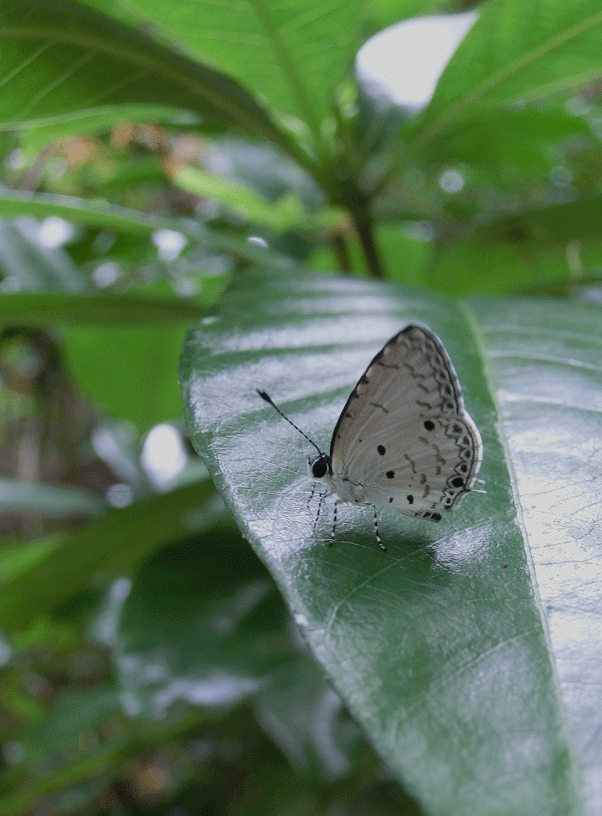 a0126632_14080194.gif