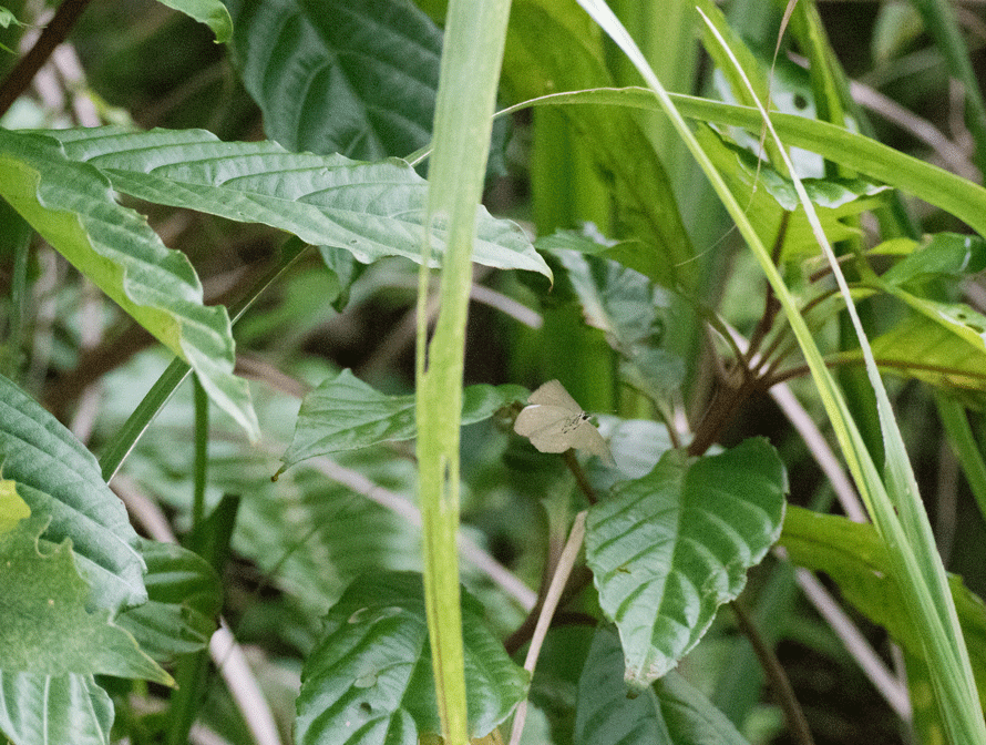 a0126632_14101701.gif