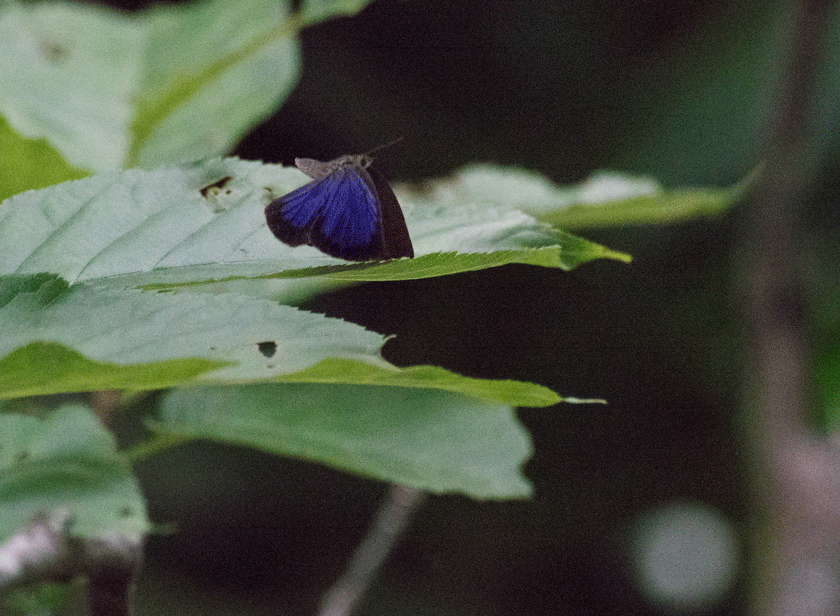 a0126632_14124236.gif