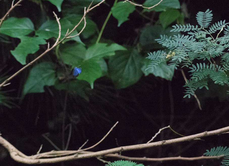 a0126632_14153771.gif