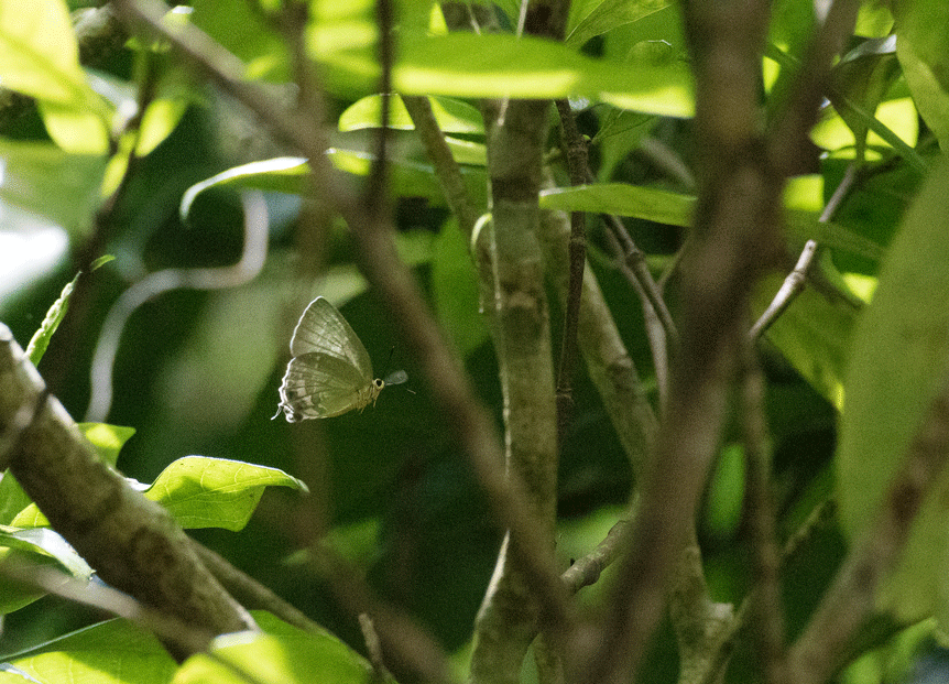a0126632_14290008.gif