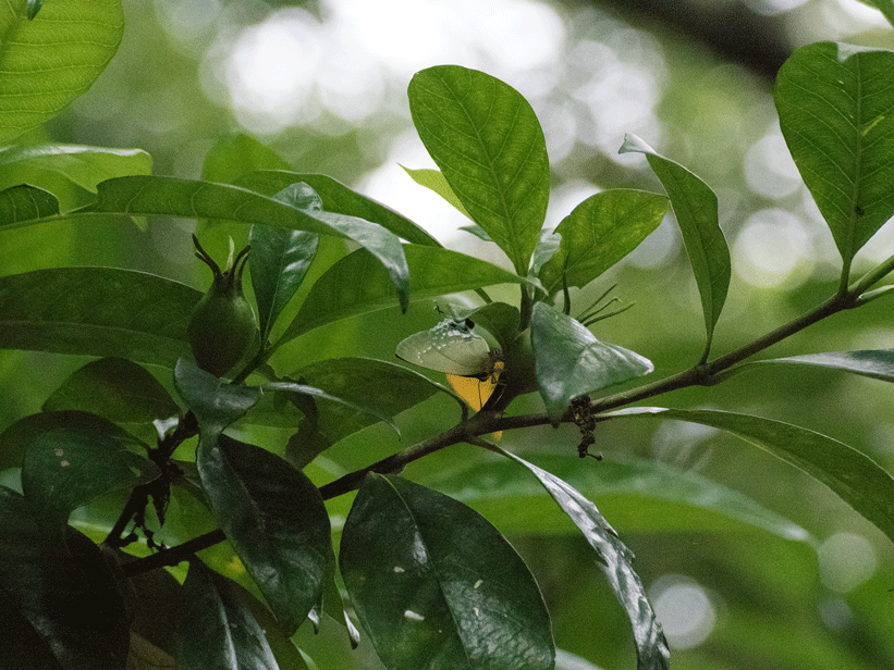 a0126632_14313457.gif