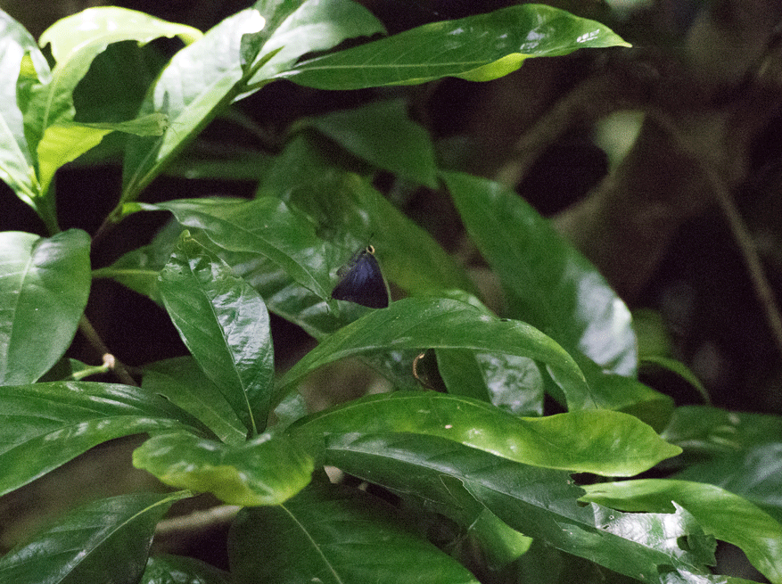 a0126632_14361406.gif
