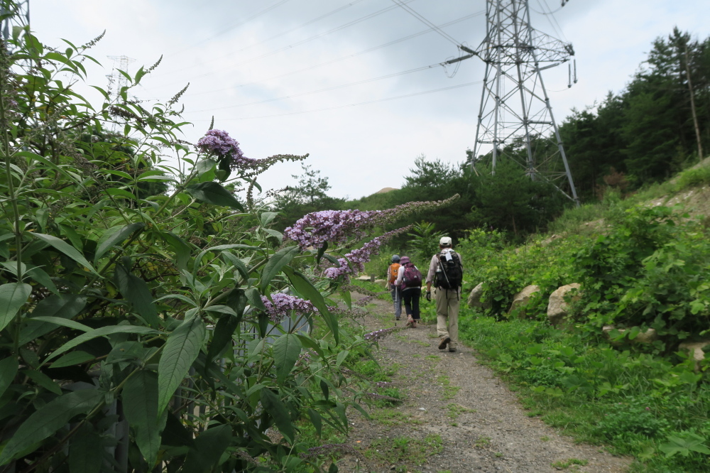 神戸森林植物園 『紫陽花ハイキング』_c0218841_14475745.jpg
