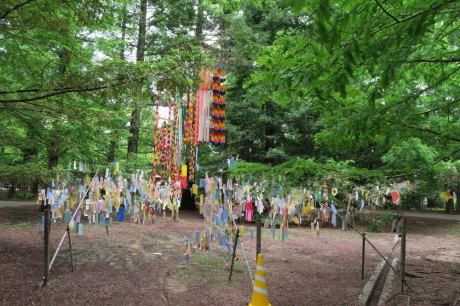 神戸森林植物園　『紫陽花ハイキング』_c0218841_14480604.jpg
