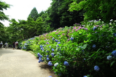 神戸森林植物園　『紫陽花ハイキング』_c0218841_14490455.jpg