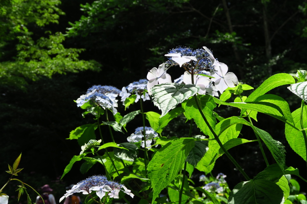 神戸森林植物園　『紫陽花ハイキング』_c0218841_14492678.jpg