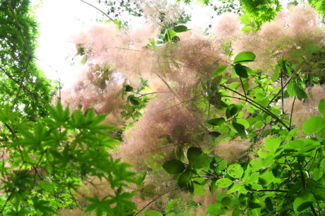 神戸森林植物園 『紫陽花ハイキング』_c0218841_14493533.jpg