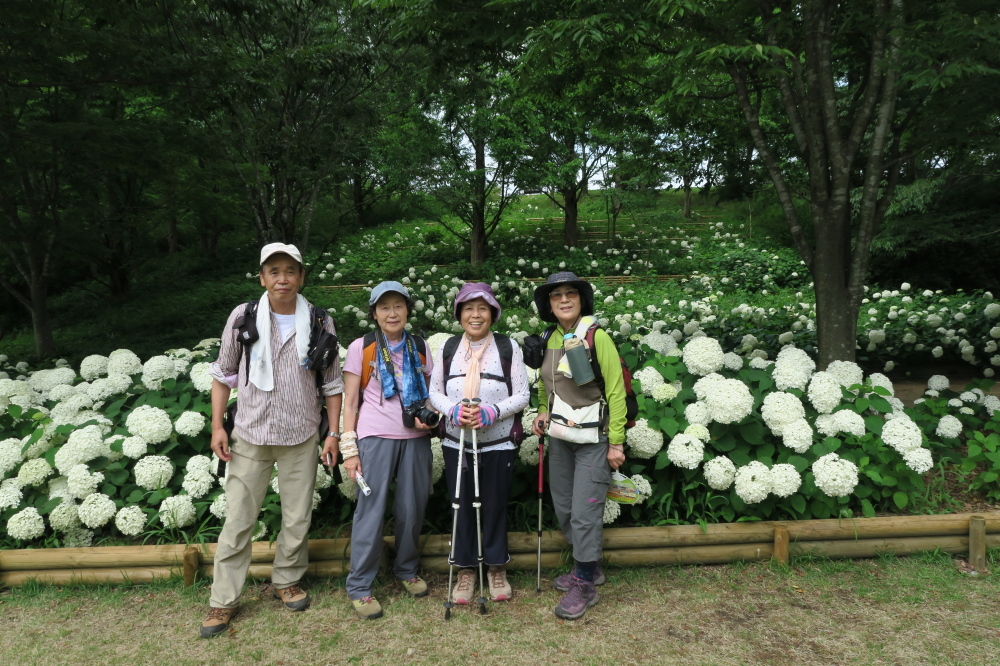 神戸森林植物園 『紫陽花ハイキング』_c0218841_14494238.jpg