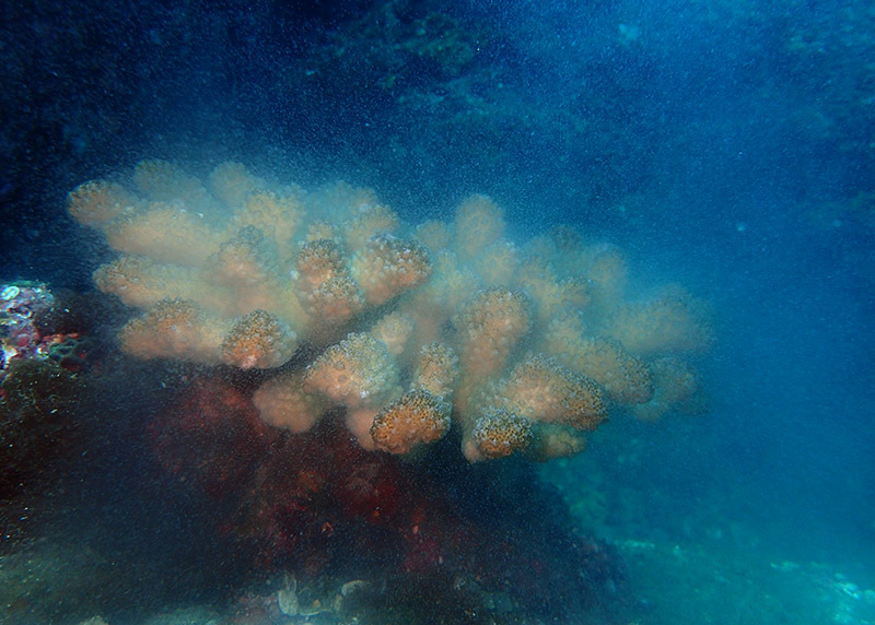 ハナヤサイサンゴの産卵！_b0186442_17503351.jpg