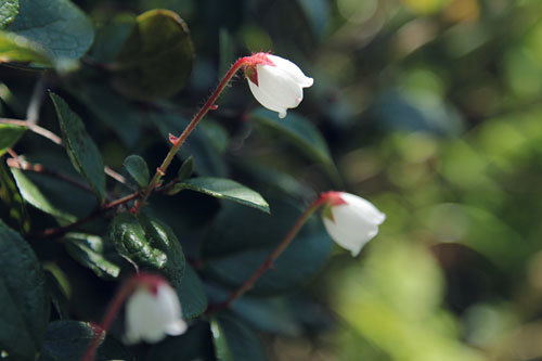 オロフレ山の花々*１_c0023443_22332482.jpg