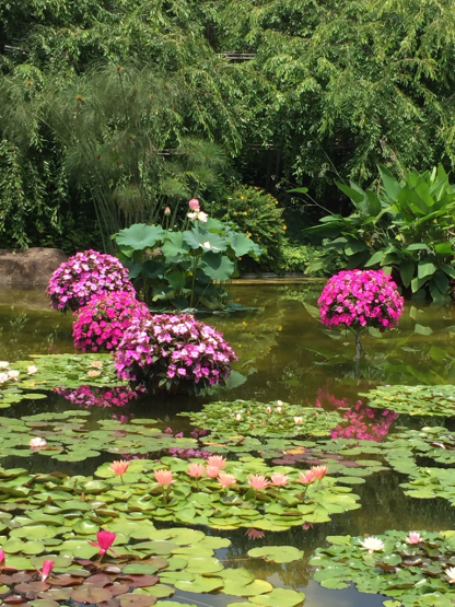 草津市立水生植物公園みずの森 幸せな時間 草津市立水生植物公園みずの森 幸せな時間