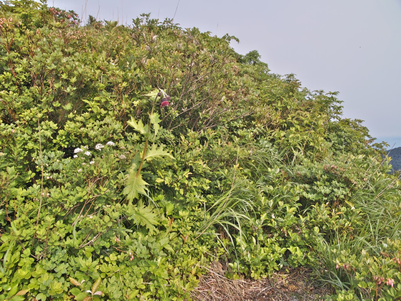 c0008948_1834555.jpg