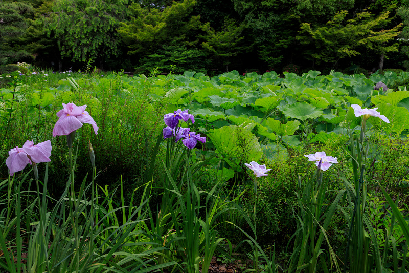 初夏の花咲く法金剛院_f0155048_14383752.jpg