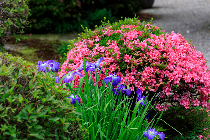 初夏の花咲く法金剛院_f0155048_14403065.jpg