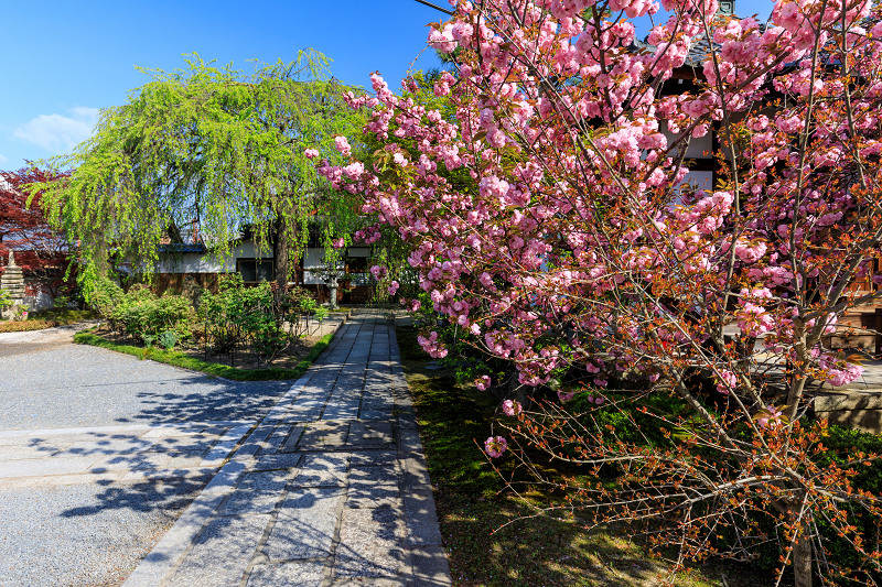 京都の桜2017 八重桜咲く本満寺と同志社大学_f0155048_14511266.jpg