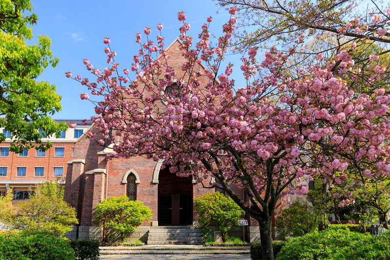 京都の桜2017 八重桜咲く本満寺と同志社大学_f0155048_1455136.jpg