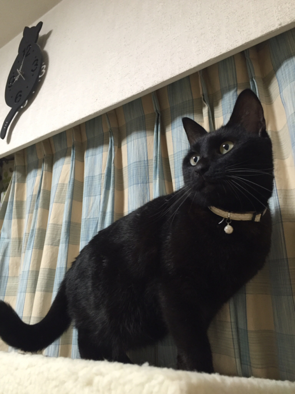 【100均】星と猫の扇子_b0008655_22341666.jpg
