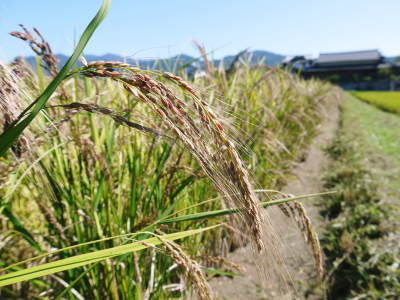 熊本県菊池市産の無農薬栽培の『雑穀米』『発芽玄米』『米粉』大好評販売中!田植え後の様子を現地取材!_a0254656_18483231.jpg